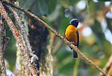 Golden-rumped Euphonia